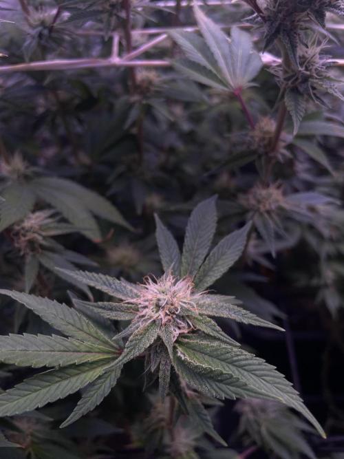 11:11, kimbo kush, 3chems, bubba kush. Week 12 - bubba kush atami 