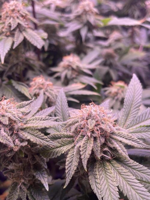 11:11, kimbo kush, 3chems, bubba kush. Week 12 - 3chems atami