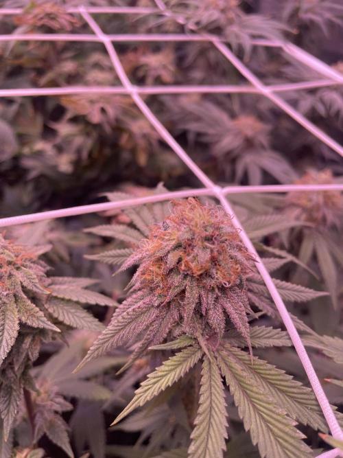 11:11, kimbo kush, 3chems, bubba kush. Week 12 - kimbo kush atami