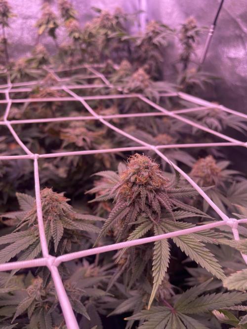 11:11, kimbo kush, 3chems, bubba kush. Week 12 - kimbo kush atami