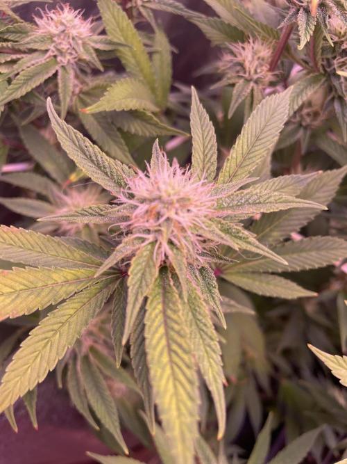 11:11, kimbo kush, 3chems, bubba kush. Week 12 - bubba kush athena