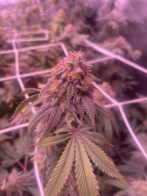 11:11, kimbo kush, 3chems, bubba kush. Week 13 - kimbo kush atami vgn 