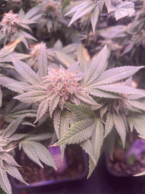 11:11, kimbo kush, 3chems, bubba kush. Week 13 - three chems vgn line