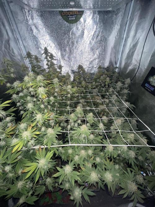 11:11, kimbo kush, 3chems, bubba kush. Week 15 - ohne licht anfang 7. woche