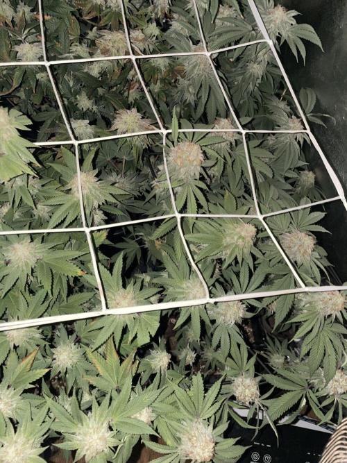 11:11, kimbo kush, 3chems, bubba kush. Week 15 - anfang 7. woche 