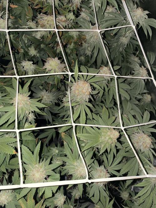 11:11, kimbo kush, 3chems, bubba kush. Week 15 - anfang 7. woche