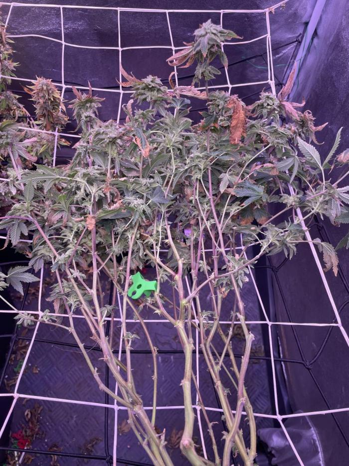 11:11, kimbo kush, 3chems, bubba kush. Week 16 - leider nicht mehr fotos der pflanze 