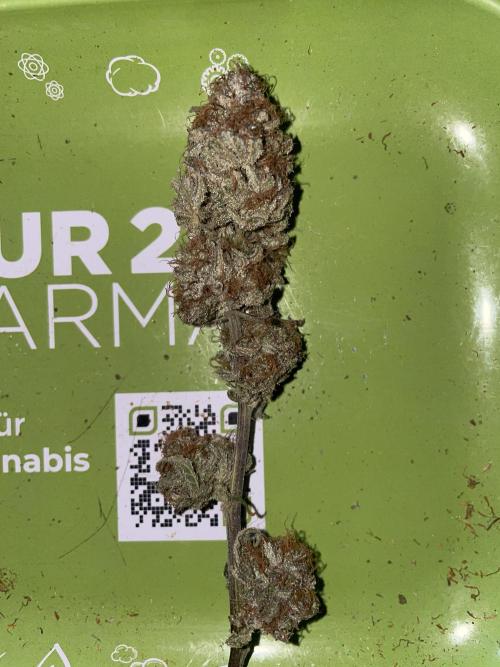 11:11, kimbo kush, 3chems, bubba kush. Week 16