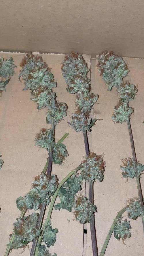 11:11, kimbo kush, 3chems, bubba kush