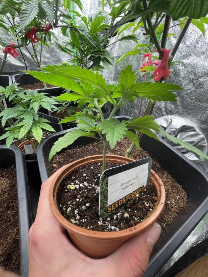 Purple Octane x Bananaconda #4. Week 2