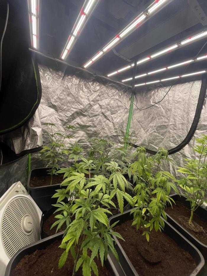 Purple Octane x Bananaconda #4. Week 4 - now in 1,20x1,20 and 720w (20%)