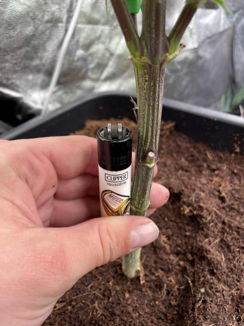 Purple Octane x Bananaconda #4. Week 5 - big ladys!