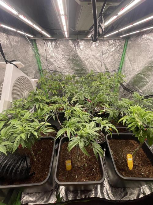 Purple Octane x Bananaconda #4. Week 5 - Family picture