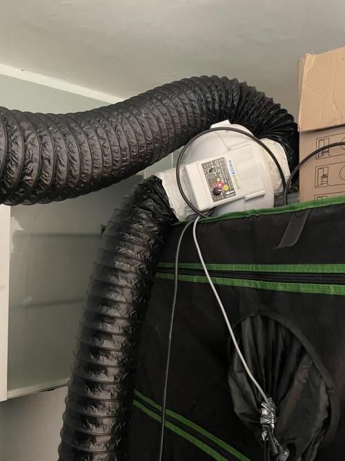 Purple Octane x Bananaconda #4. Week 5 - active air flow
