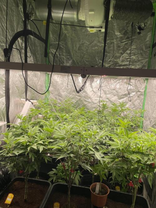 Purple Octane x Bananaconda #4. Week 8 - Stretch time!