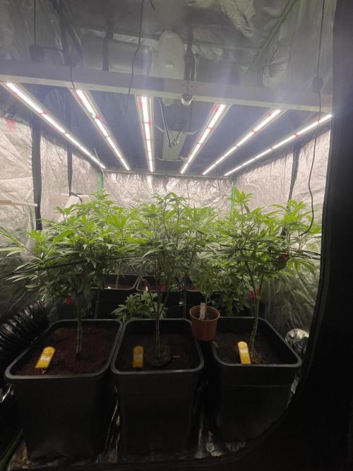 Purple Octane x Bananaconda #4. Week 8