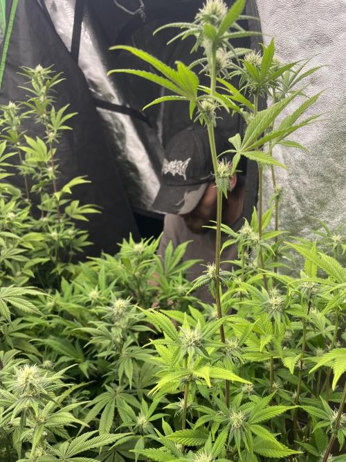Purple Octane x Bananaconda #4. Week 9