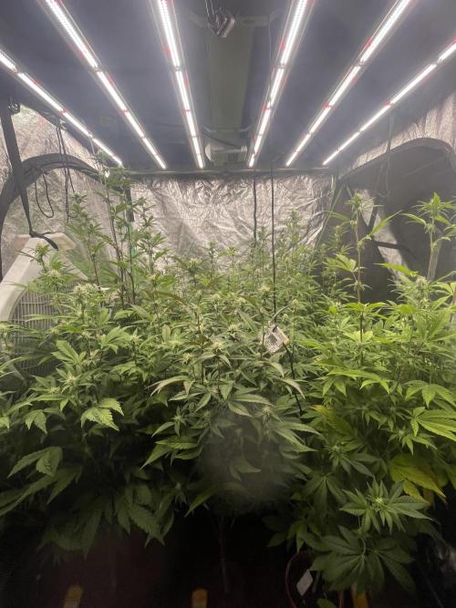 Purple Octane x Bananaconda #4. Week 9 - before defolation (day 21)