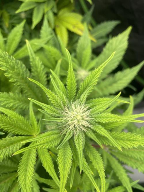 Purple Octane x Bananaconda #4. Week 9