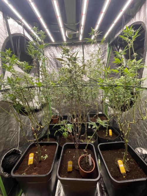 Purple Octane x Bananaconda #4. Week 9 - after final defolation!