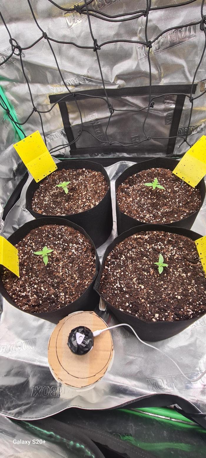 Organics Grow 4.20. Week 2