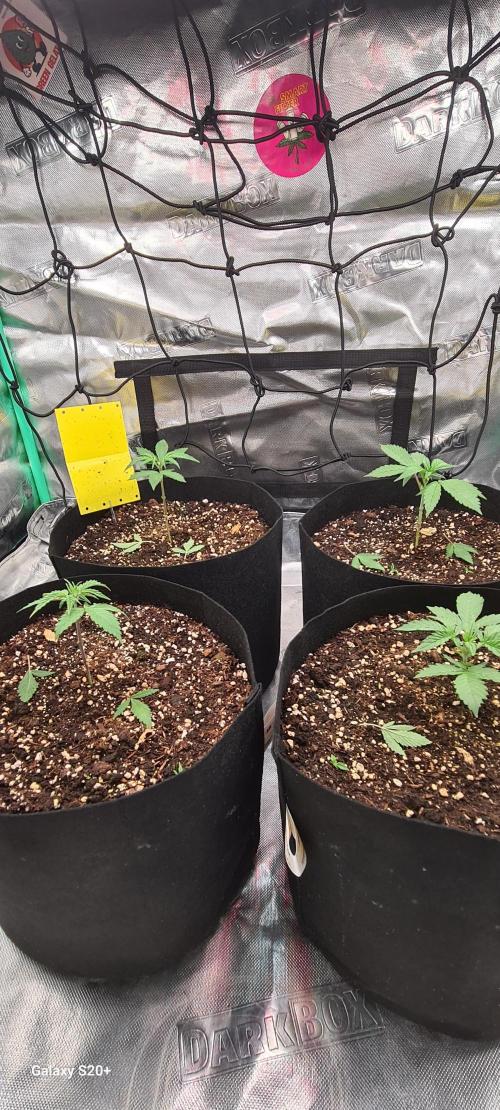 Organics Grow 4.20. Week 3