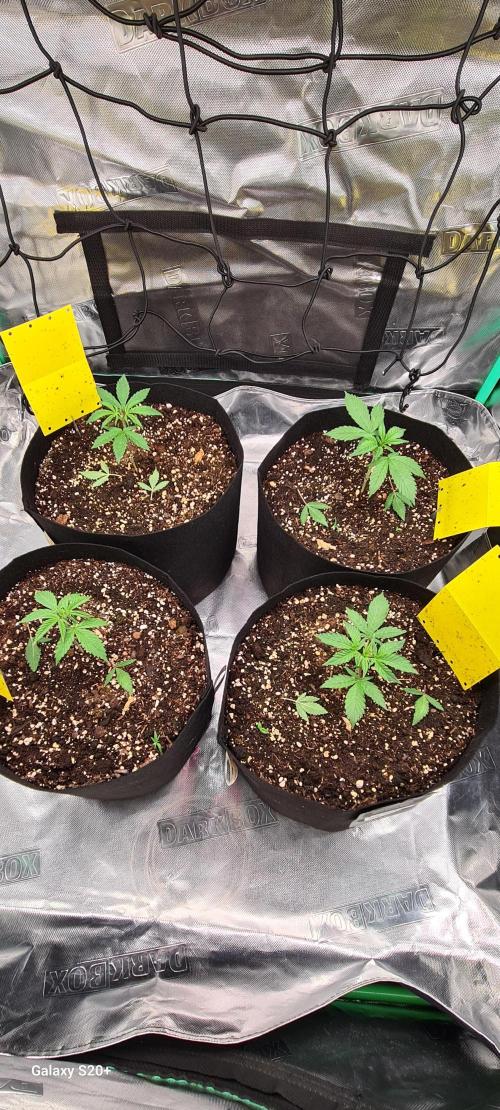 Organics Grow 4.20. Week 3