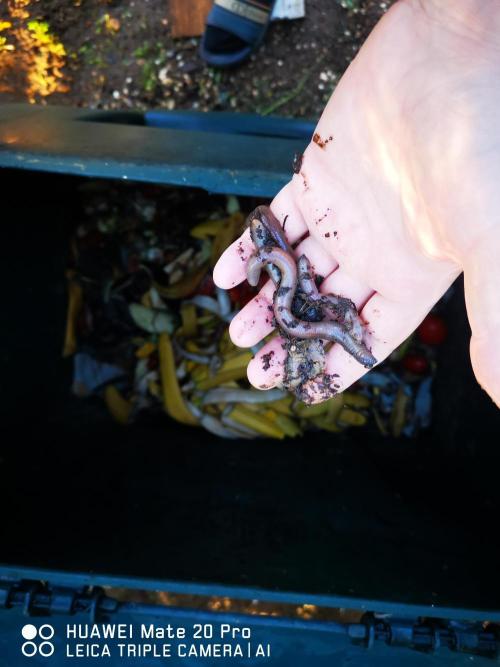 Organics Grow 4.20. Week 4