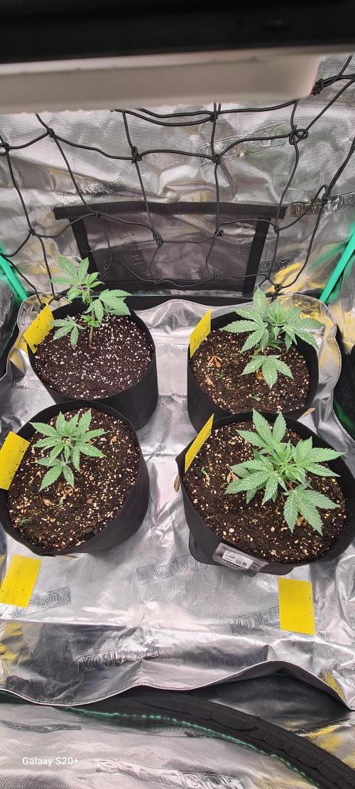 Organics Grow 4.20. Week 4