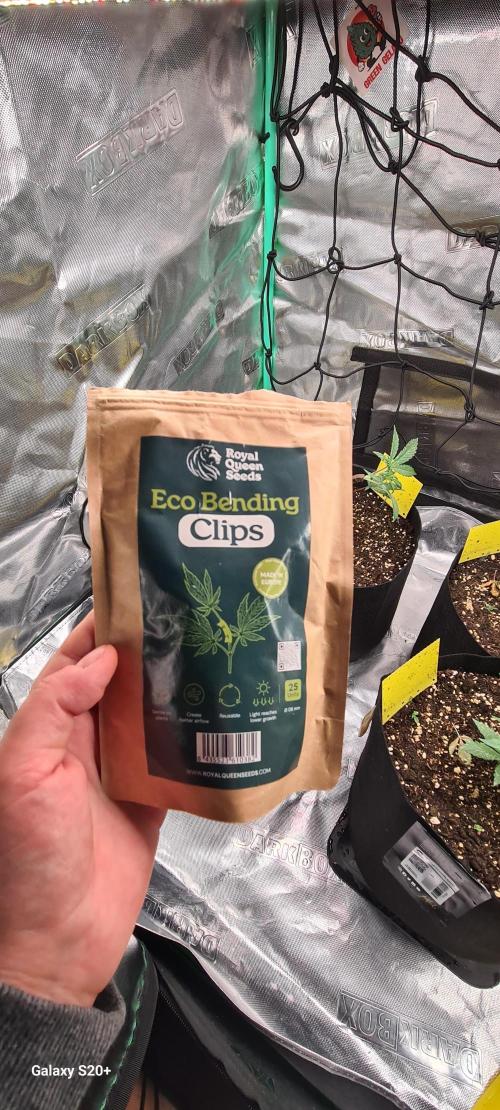 Organics Grow 4.20. Week 4