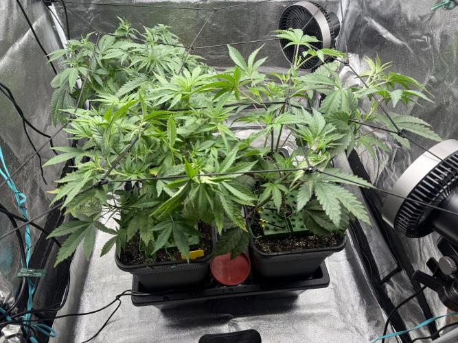 Bingo. Week 2 - 20.10. Přepnuto na 12/12