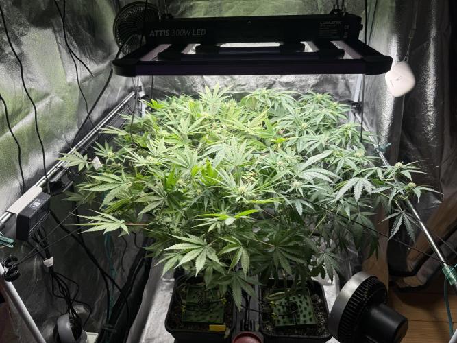 Bingo. Week 2 - 21 den květu Lehčí prostříhání 