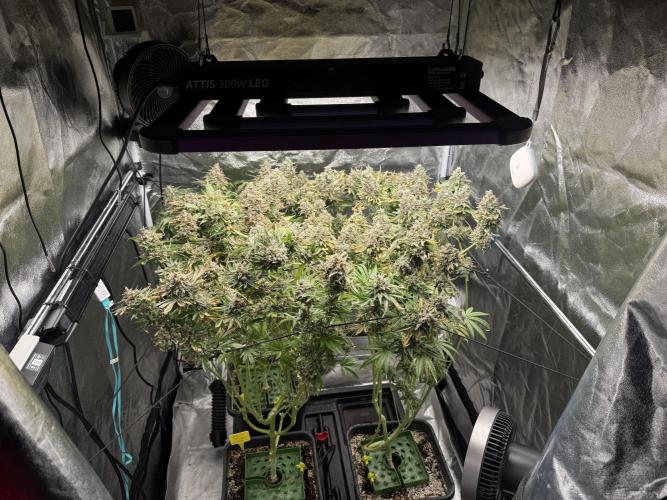 Bingo. Week 8 - 12 dní sosali přepálenou zálivku z Wilma nádrže Klasicky přepal 