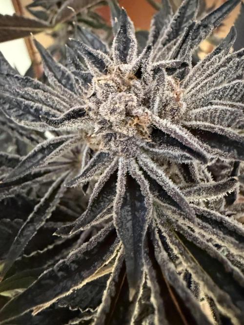 Bingo. Week 7 - Brain Cake Reepers seeds
