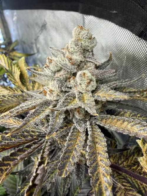 Bingo. Week 7 - Dark Nectar Hombré seeds