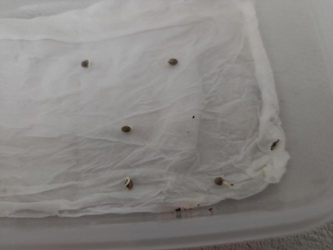 Böhmen - GMO Cookies. Week 0