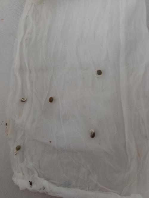 Böhmen - GMO Cookies. Week 0