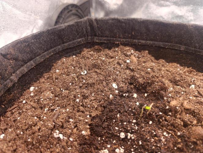 Böhmen - GMO Cookies. Week 1 - D2