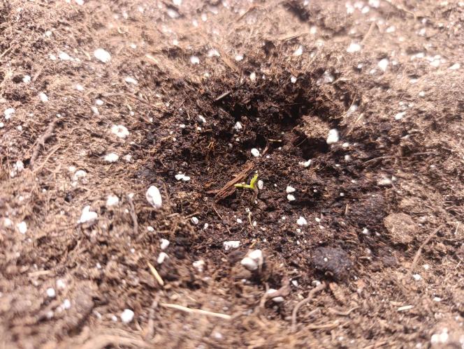 Böhmen - GMO Cookies. Week 1 - D2