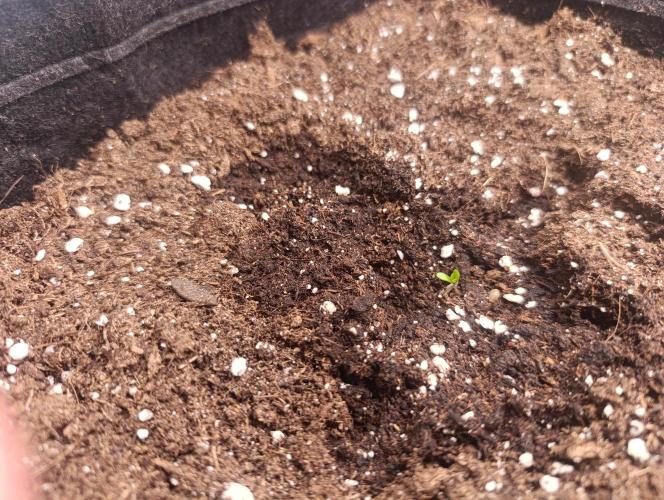 Böhmen - GMO Cookies. Week 1 - D2