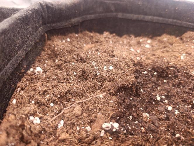 Böhmen - GMO Cookies. Week 1 - D2