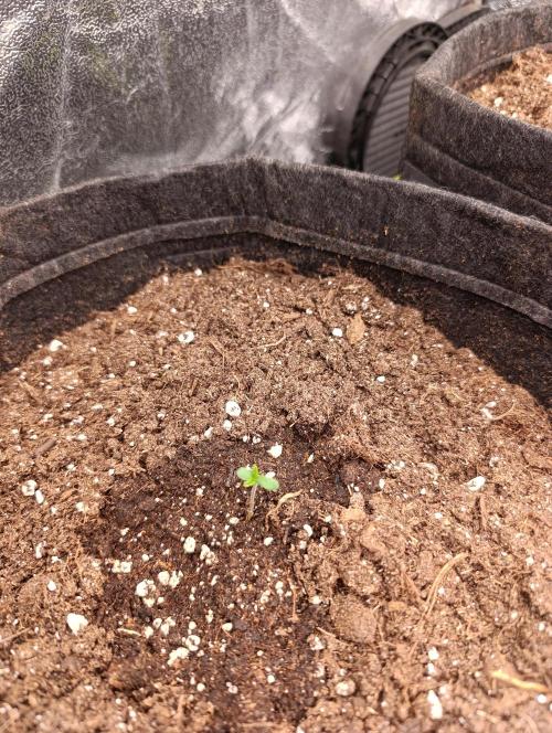 Böhmen - GMO Cookies. Week 1 - D3