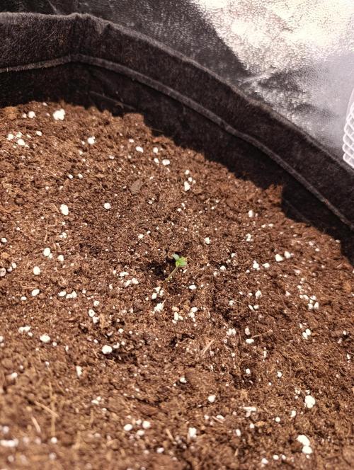 Böhmen - GMO Cookies. Week 1 - D3