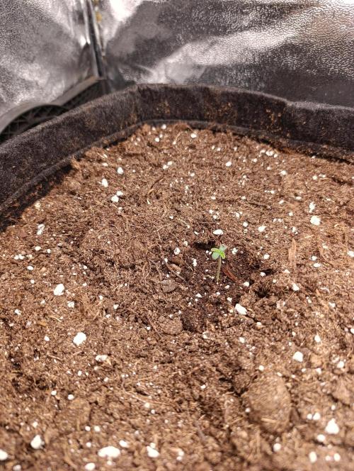 Böhmen - GMO Cookies. Week 1 - D3