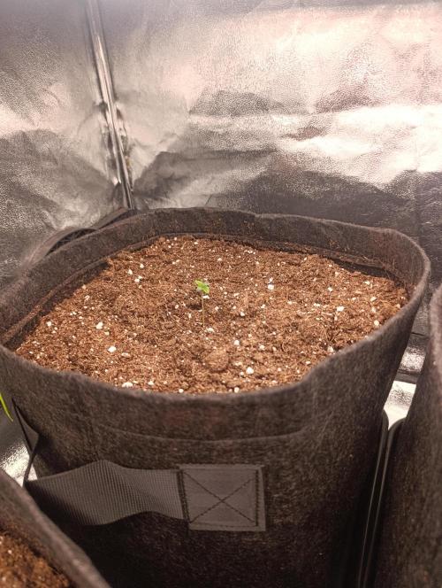 Böhmen - GMO Cookies. Week 1 - D4