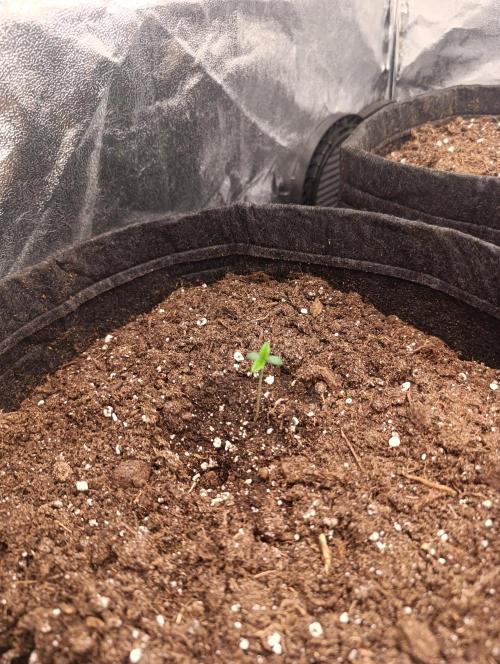 Böhmen - GMO Cookies. Week 1 - D4