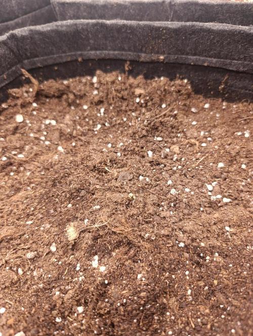 Böhmen - GMO Cookies. Week 1 - D