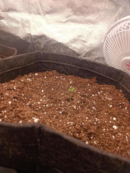 Böhmen - GMO Cookies. Week 1 - D4