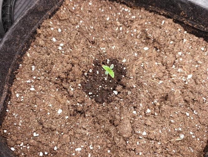 Böhmen - GMO Cookies. Week 1 - D5