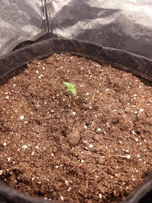 Böhmen - GMO Cookies. Week 1 - D5